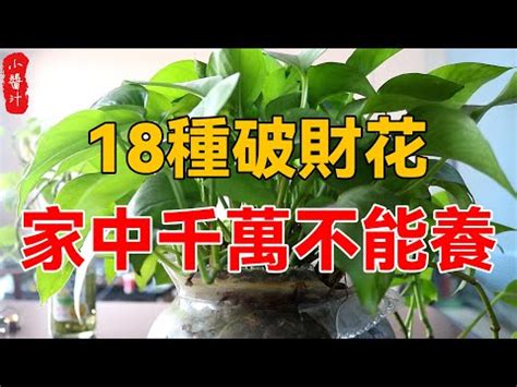 財位放什麼花|財位妙招：好運花開，財運旺盛！ 